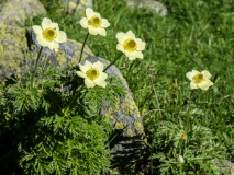 Pulsatilla alpina ssp. apiifolia, Schwefel-Anemone