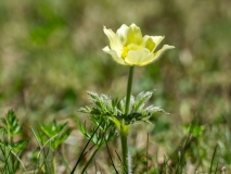 Pulsatilla alpina ssp. apiifolia, Schwefel-Anemone