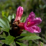 Rhododendron ferrugineum, Rostblättrige Alpenrose