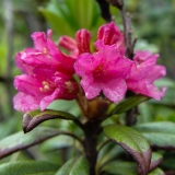 Rhododendron ferrugineum, Rostblättrige Alpenrose