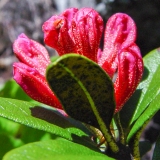 Rhododendron ferrugineum, Rostblättrige Alpenrose