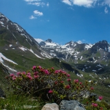 Rhododendron ferrugineum, Rostblättrige Alpenrose