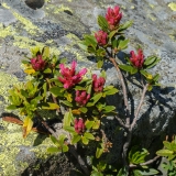 Rhododendron ferrugineum, Rostblättrige Alpenrose