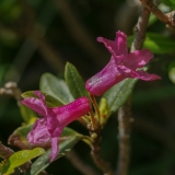 Rhododendron ferrugineum, Rostblättrige Alpenrose