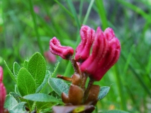 Rhododendron hirsuitum, Bewimperte Alpenrose