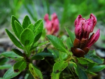 Rhododendron hirsuitum, Bewimperte Alpenrose