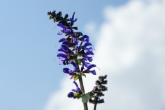 Salvia pratensis, Wiesen-Salbei