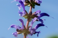 Salvia pratensis, Wiesen-Salbei