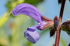 Salvia pratensis, Wiesen-Salbei