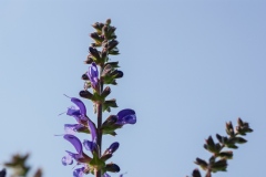 Salvia pratensis, Wiesen-Salbei