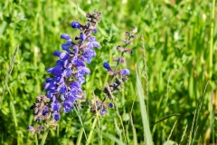 Salvia pratensis, Wiesen-Salbei