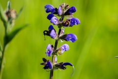 Salvia pratensis, Wiesen-Salbei