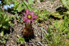 Sempervivu montanum, Berg-Hauswurz