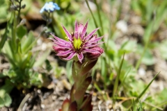 Sempervivu montanum, Berg-Hauswurz