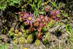 Sempervivu montanum, Berg-Hauswurz