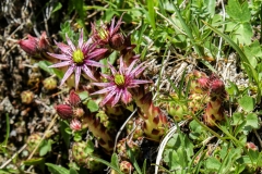 Sempervivu montanum, Berg-Hauswurz