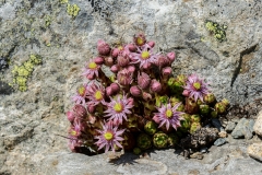 Sempervivu montanum, Berg-Hauswurz