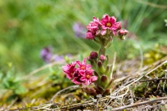 Sempervivu montanum, Berg-Hauswurz