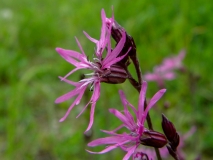 Silene flos-cuculi, Kuckucks-Lichtnelke