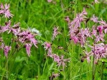 Silene flos-cuculi, Kuckucks-Lichtnelke