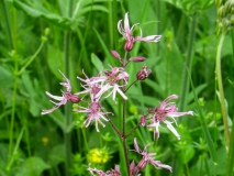 Silene flos-cuculi, Kuckucks-Lichtnelke