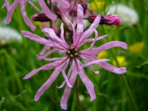 Silene flos-cuculi, Kuckucks-Lichtnelke