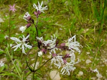 Silene flos-cuculi, Kuckucks-Lichtnelke