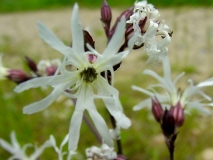 Silene flos-cuculi, Kuckucks-Lichtnelke