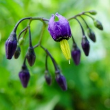 Solanum dulcamara, Bittersüss