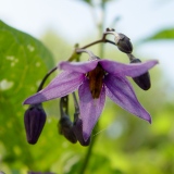 Solanum dulcamara, Bittersüss