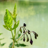 Solanum dulcamara, Bittersüss