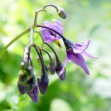 Solanum dulcamara, Bittersüss