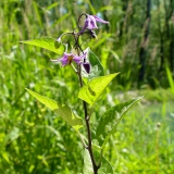 Solanum dulcamara, Bittersüss