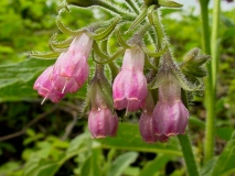 Symphytum officinale, Echte Wallwurz