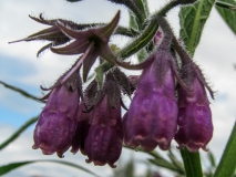 Symphytum officinale, Echte Wallwurz