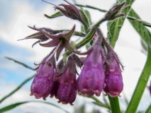 Symphytum officinale, Echte Wallwurz