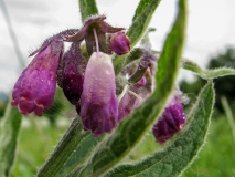 Symphytum officinale, Echte Wallwurz