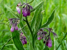 Symphytum officinale, Echte Wallwurz