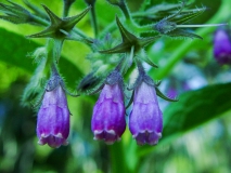 Symphytum officinale, Echte Wallwurz