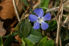 Vinca minor, Kleines Immergrün