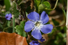 Vinca minor, Kleines Immergrün