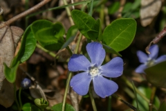 Vinca minor, Kleines Immergrün