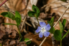 Vinca minor, Kleines Immergrün