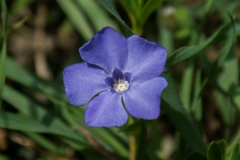 Vinca minor, Kleines Immergrün