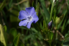 Vinca minor, Kleines Immergrün