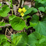 Viola biflora, Gelbes Berg-Veilchen