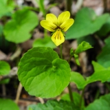 Viola biflora, Gelbes Berg-Veilchen