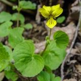 Viola biflora, Gelbes Berg-Veilchen