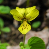 Viola biflora, Gelbes Berg-Veilchen